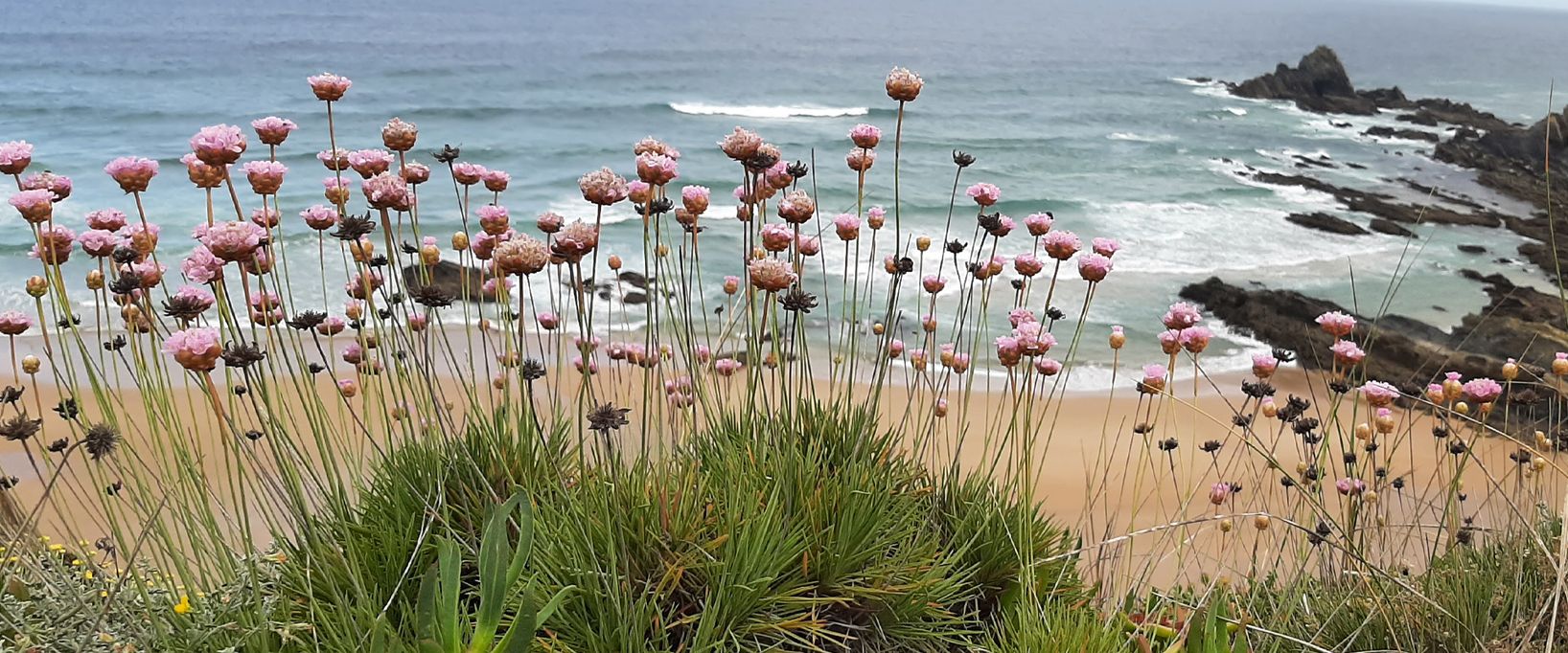 Eine stimmungsvolle Naturaufnahme von rosa Strand-Grasnelken im Vordergrund, die auf einer Klippe über dem Meer blühen. Im Hintergrund sieht man die Meeresbrandung und dunkle Felsformationen im Wasser.