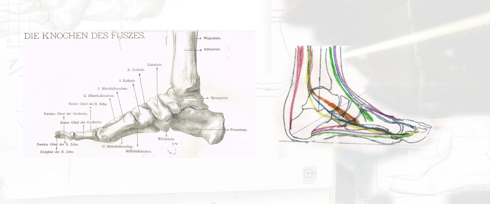 Medizinische Skizze des Fußes und des Fußgelenks