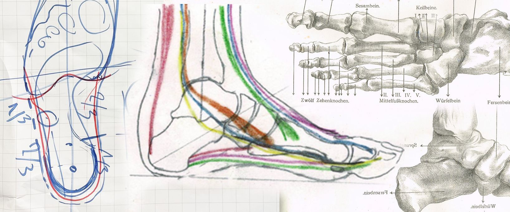Medizinische Skizze des Fußes und des Fußgelenks