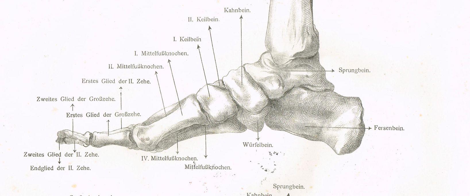 Eine historische, detaillierte anatomische Zeichnung der Knochen eines menschlichen Fußes in der Seitenansicht. Alle wichtigen Knochen wie das Fersenbein, Sprungbein und die Mittelfußknochen sind mit deutschen Fachbegriffen beschriftet.
