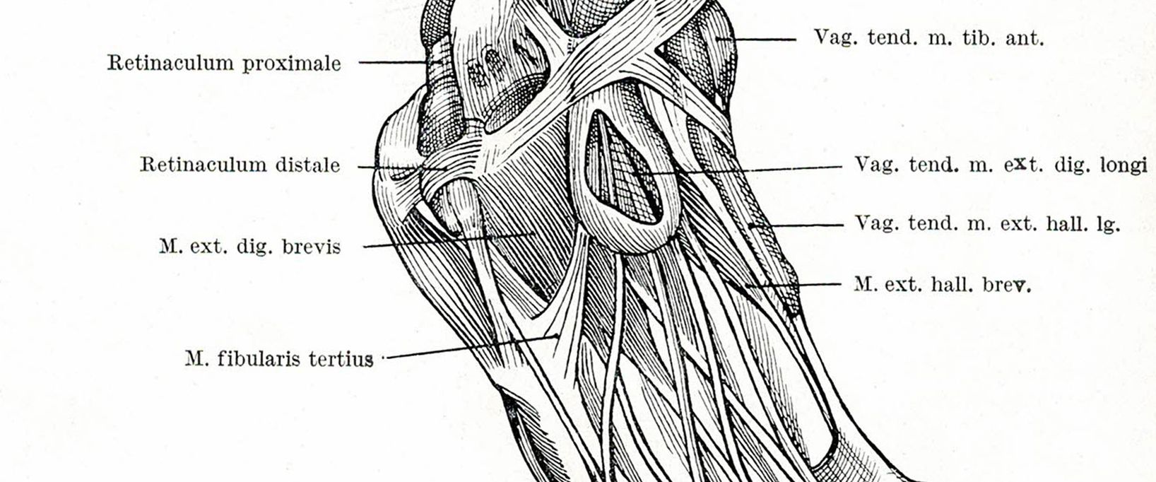 Eine medizinische Illustration der Sehnen und Bänder des menschlichen Fußrückens. Die Zeichnung zeigt die verschiedenen Sehnenfächer (Vaginae tendinum) und Streckmuskeln, die mit lateinischen Fachbegriffen markiert sind.